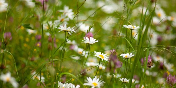 Selective focus shot of a daisy in the field with a blurred natural background