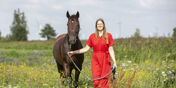 kruidenweidepaarden31