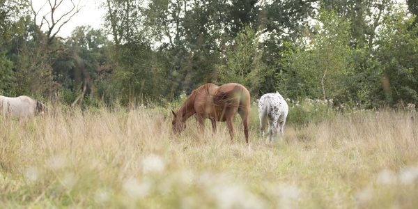 kruidenweidepaarden55